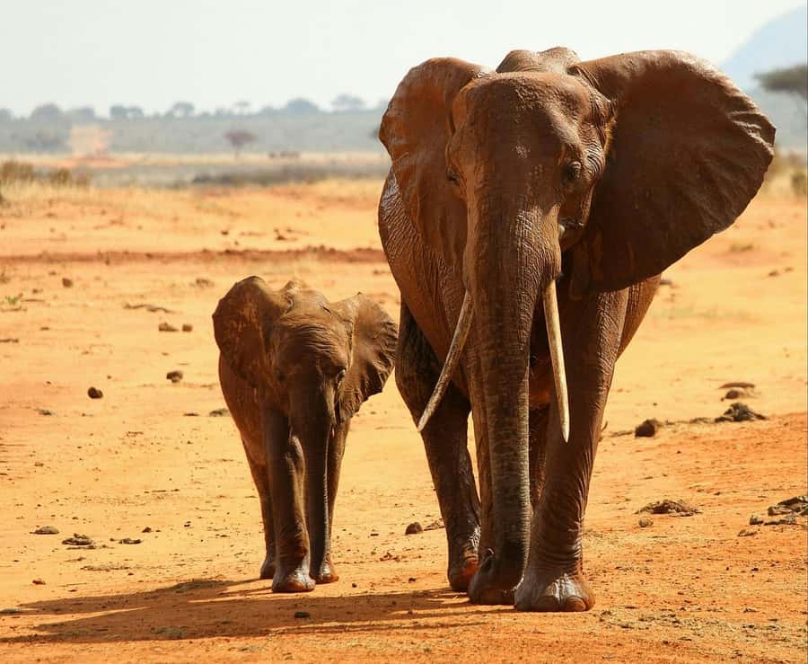 Overnight Tsavo East Safari From Mombasa/Diani (Private) - Evening Game Drive Timing: Why Dusk Is a Big Deal Here