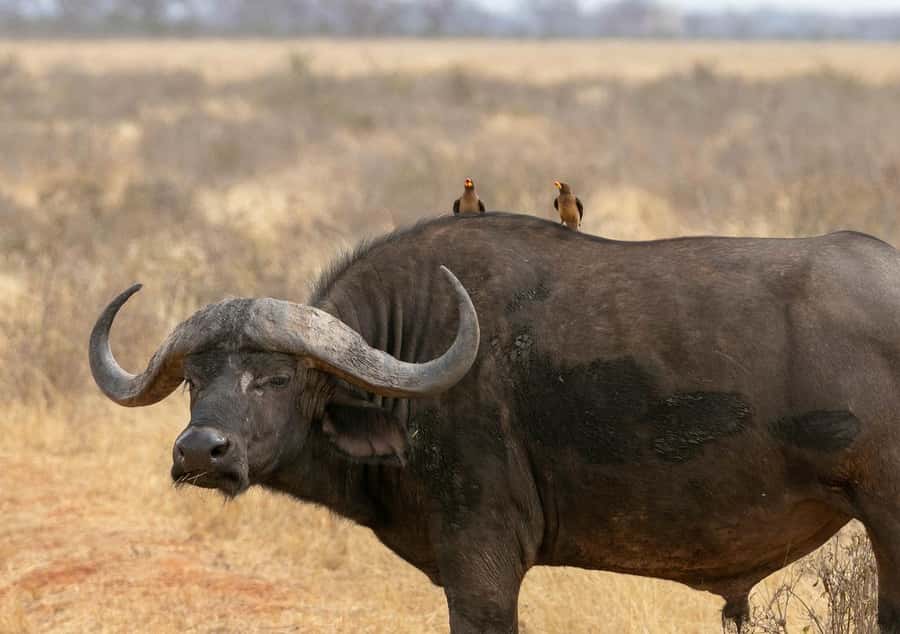 Overnight Tsavo East Safari From Mombasa/Diani (Private) - Overnight at Voi Wildlife Lodge: Watching the Waterhole After Dark