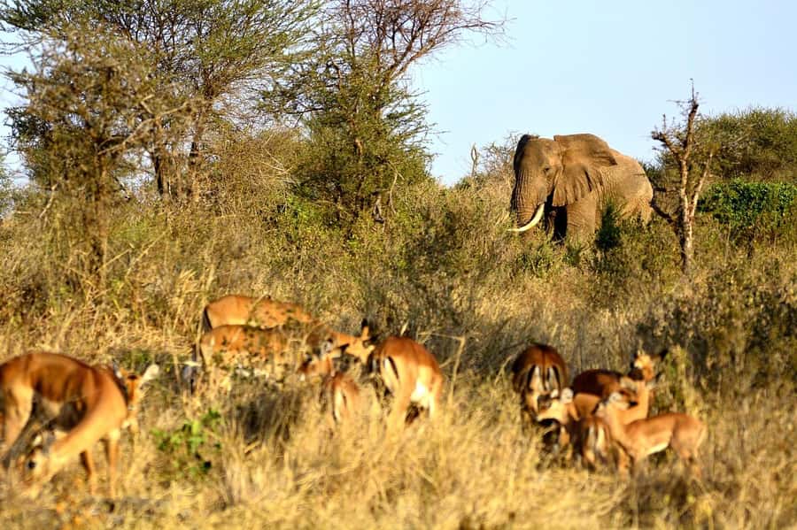 Overnight Tsavo East Safari From Mombasa/Diani (Private) - Day 2 Morning Drive: Breakfast, Wildlife Time, and Leaving at the Right Hour