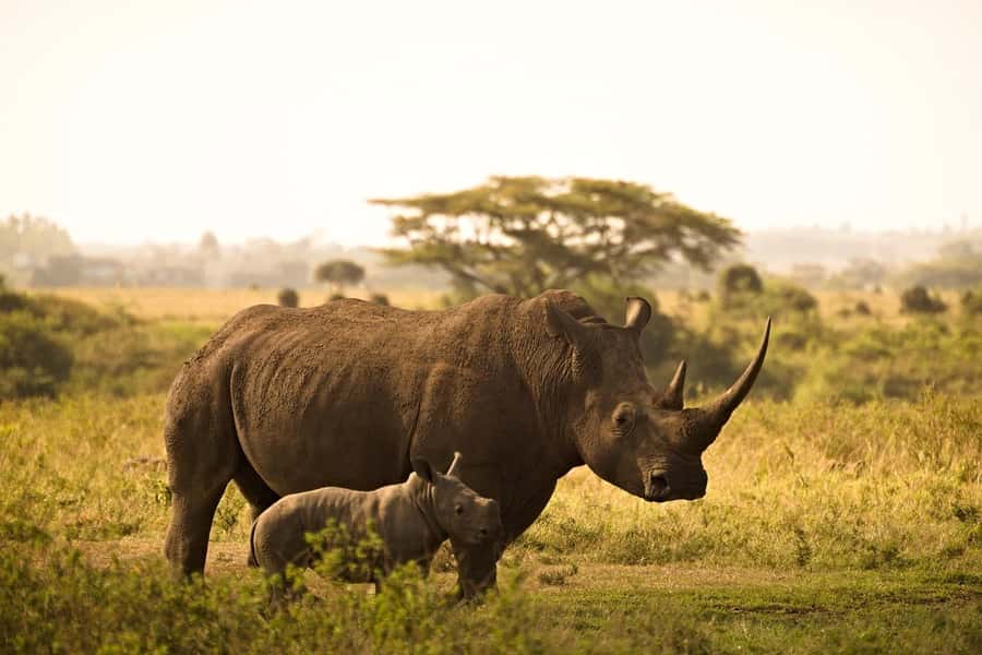 Overnight Tsavo East Safari From Mombasa/Diani (Private) - Who This Safari Suits Best (and Who Should Reconsider)