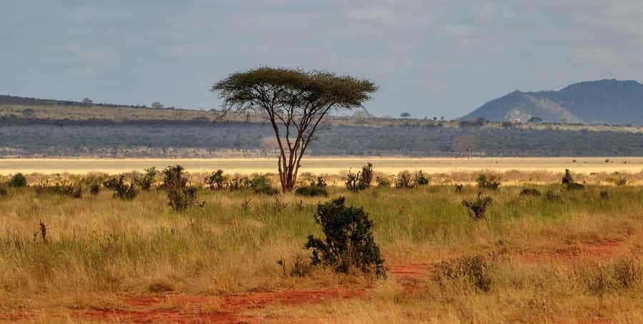 Overnight Tsavo East Safari From Mombasa/Diani (Private) - Getting There From Mombasa/Diani: The Early Start and Bachuma Gate Arrival