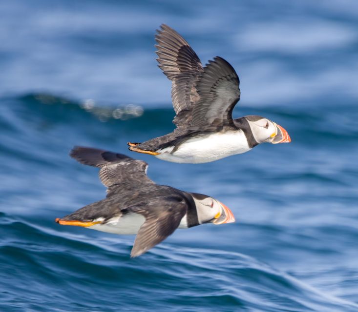 Padstow: Guided RIB Sealife Safari - Why a 2-Hour Padstow RIB Safari Fits Real Travel Days