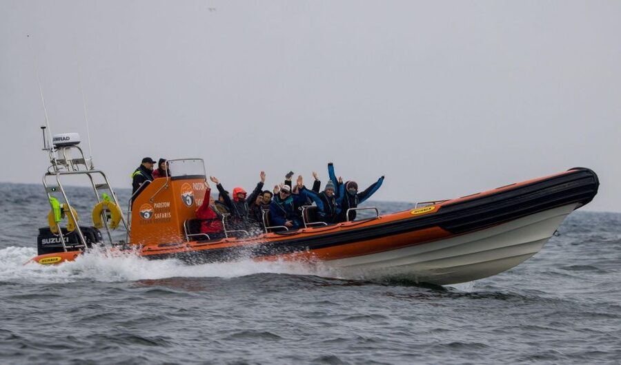 Padstow: Guided RIB Sealife Safari - From Padstow Into the Atlantic: What the Ride Is Like