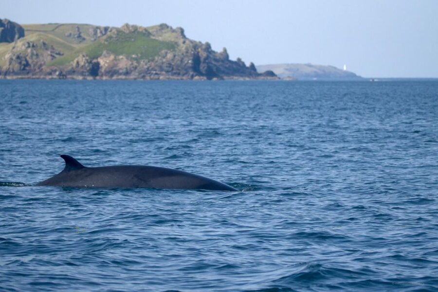 Padstow: Guided RIB Sealife Safari - Bird Watching From the RIB: Gannets, Guillemots, and Cliff-Nesting Season