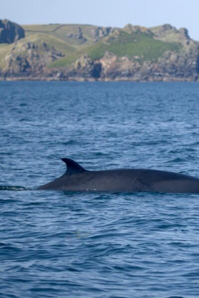 Padstow: Guided RIB Sealife Safari - Wildlife You Actually Want to See: Seals, Dolphins, Porpoises, Whales, and More