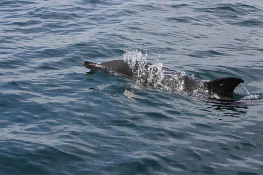 Padstow: Guided RIB Sealife Safari - Port Isaac and Trevose Head: Coastline Views Beyond the Wildlife