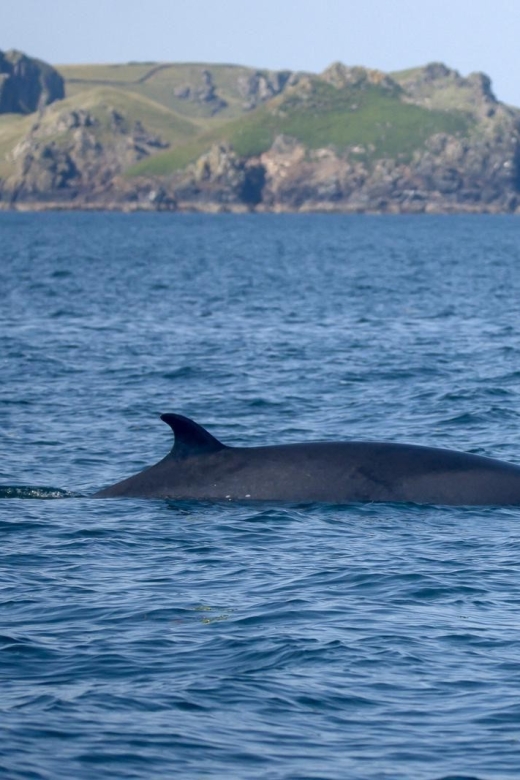 Padstow: Guided RIB Sealife Safari - Wildlife You Actually Want to See: Seals, Dolphins, Porpoises, Whales, and More