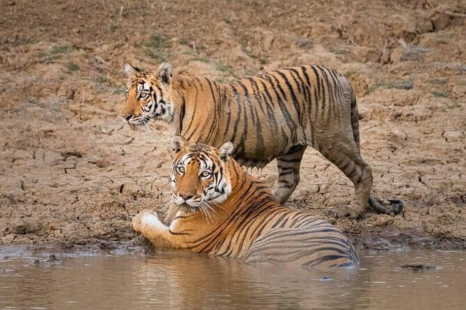 Panna National Park and Tiger Reserve Jeep Safari from Khajuraho - Key things I’d pin to your decision