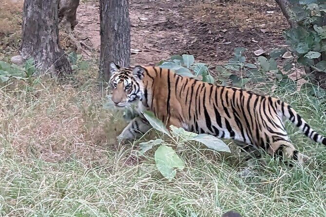 Panna National Park and Tiger Reserve Jeep Safari from Khajuraho - Panna Tiger Reserve from Khajuraho: the smart timing fix