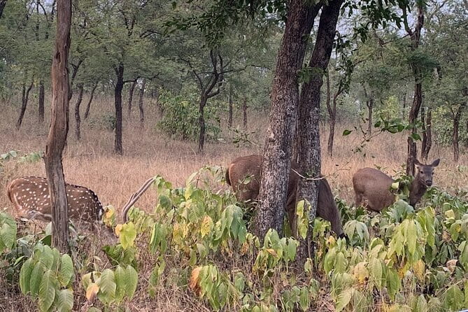 Panna National Park and Tiger Reserve Jeep Safari from Khajuraho - The open Gypsy Jeep safari in the core area: what it does well