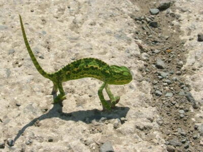 Paphos: Troodos-Kykkos Land Rover Treasure Jeep Safari - Water Dam, Venetian bridge, and the old camel trail idea