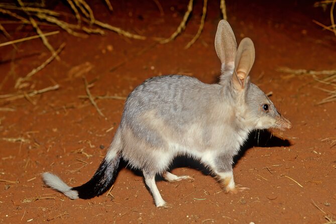 Perth Wildlife Tour Under the Stars with Dinner - Key highlights