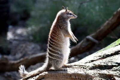 Perth Wildlife Tour Under the Stars with Dinner - The guided walk: how to spot echidnas, birds, and numbats