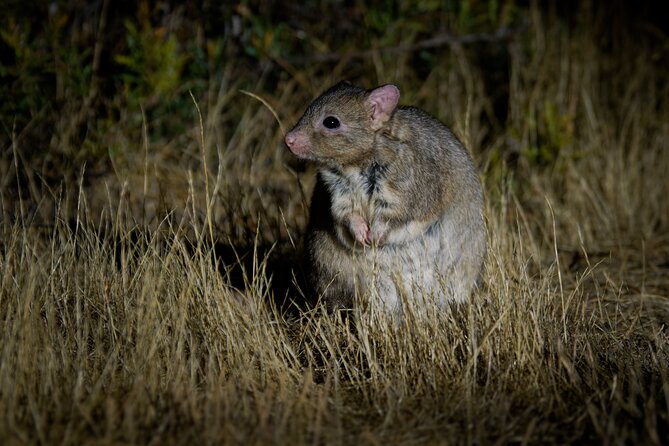 Perth Wildlife Tour Under the Stars with Dinner - Stargazing near the Dryandra Outback: 30 minutes you can actually use