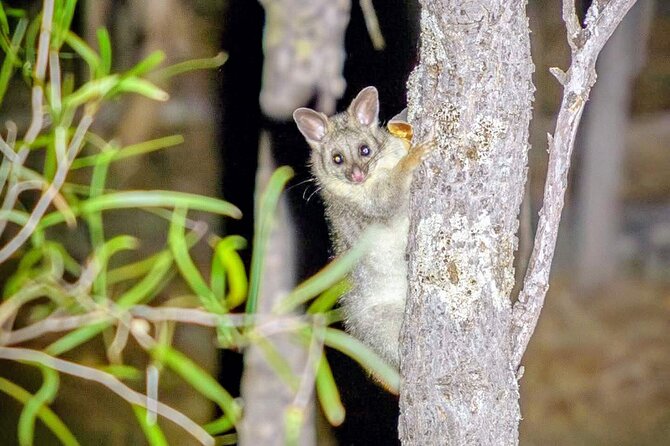 Perth Wildlife Tour Under the Stars with Dinner - Getting there, driving at night, and how the schedule feels