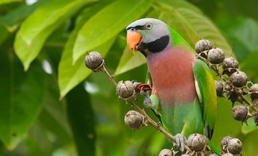 Phu Quoc: Vinpearl Safari Park Entry Ticket - Phu Quoc Safari Zoo: What Your $29 Ticket Really Covers