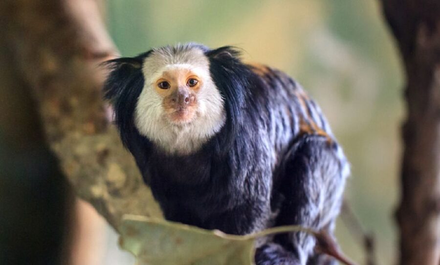 Phu Quoc: Vinpearl Safari Park Entry Ticket - Conservation and Education: More Than Entertainment