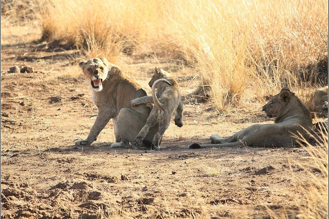 Pilanesberg Game Reserve 6 Hour Sunrise Safari from Johannesburg or Pretoria - The Big Five mission on a guided SUV game drive