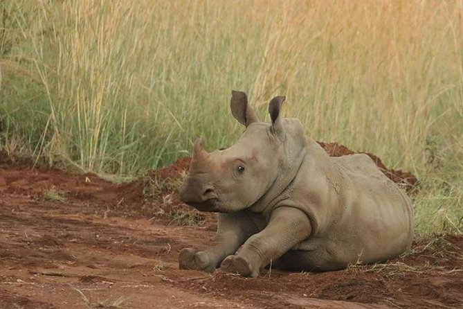 Pilanesberg Game Reserve 6 Hour Sunrise Safari from Johannesburg or Pretoria - Price and value: is $255.12 per person fair?
