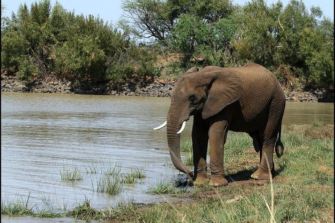Pilanesberg Game Reserve 6 Hour Sunrise Safari from Johannesburg or Pretoria - Comfort and sightlines: the one drawback you should plan for