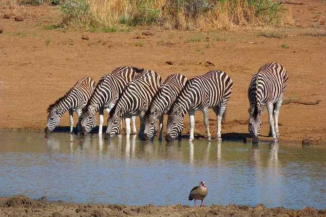 Pilanesberg Game Reserve 6 Hour Sunrise Safari from Johannesburg or Pretoria - The 4:00am pickup day: what a long morning feels like