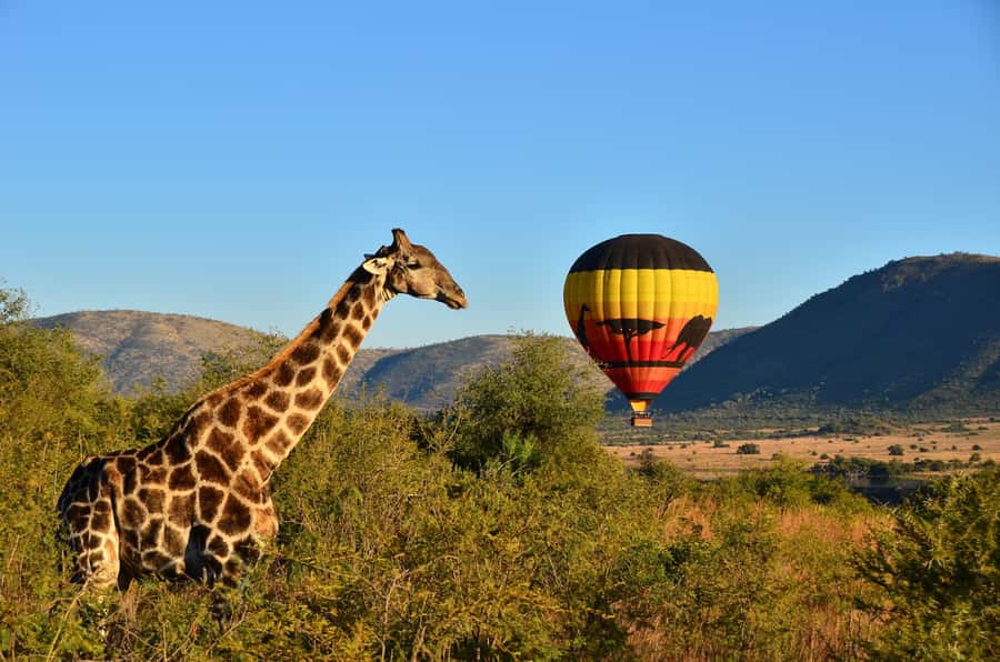 Pilanesberg National Park/Sun City Hot Air Balloon Safari - At the launch site: briefing, the 1.2-meter basket, and real flight timing
