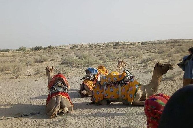 Pleasant Non-Touristic Overnight Camel Safari (From 2:00 PM to Approx. 10:30AM) - Showers, Wi‑Fi, and beds on bedrolls: comfort without the big tent