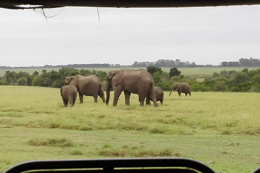 Plettenberg Bay Game Reserve: 2-Hour Game Drive - Key highlights you’ll feel right away