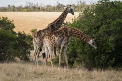 Plettenberg Bay Game Reserve: 2-Hour Game Drive - The drive itself: why 2 hours is the sweet spot