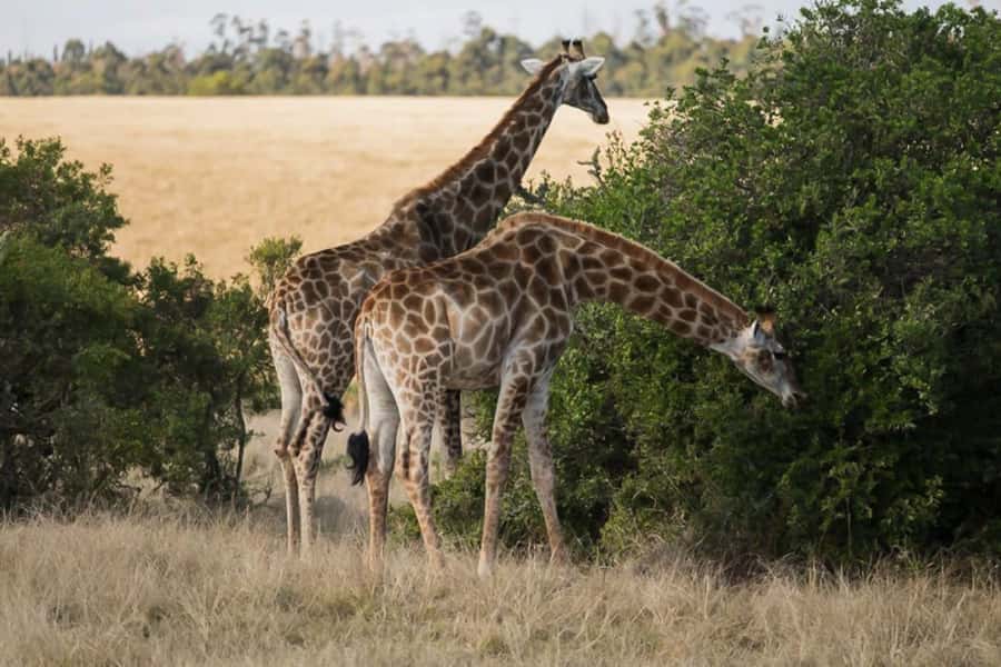 Plettenberg Bay Game Reserve: 2-Hour Game Drive - The drive itself: why 2 hours is the sweet spot