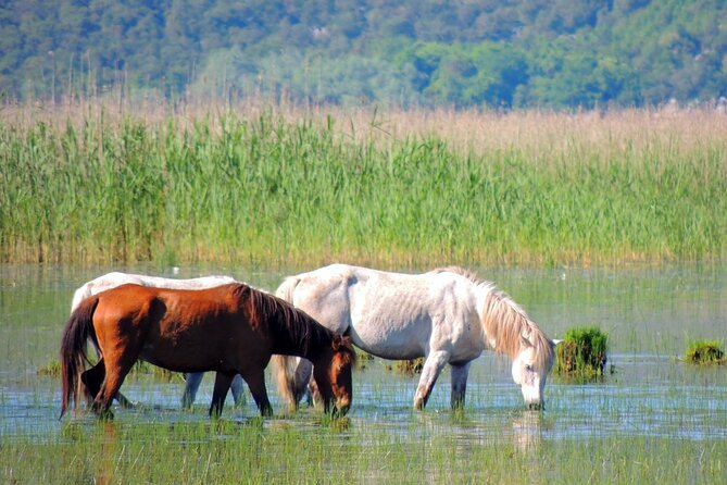 Podgorica Historic, Safari and Winery tour - Skadar lake and River Crnojevica - Pavlova Strana: The Fast Photo Stop That Can Still Hit Hard