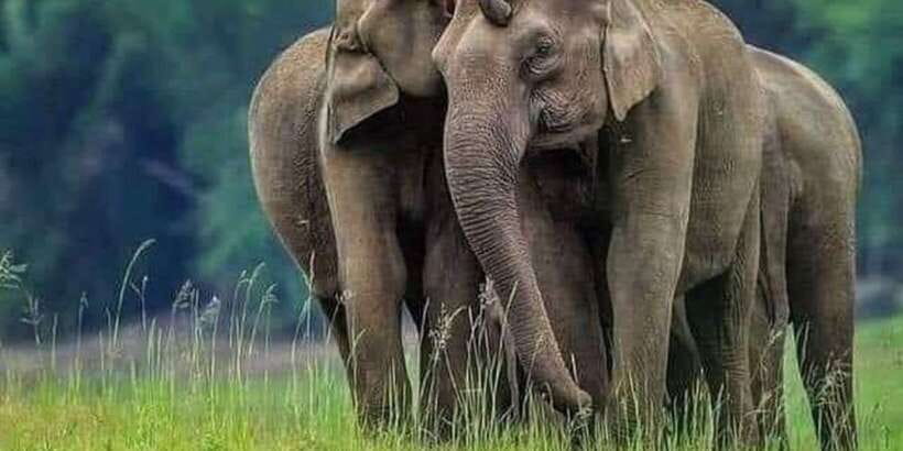 Polonnaruwa Day Tour With Minneriya NP Elephant Safari - Price and Logistics: Getting Value From the $65 Ticket