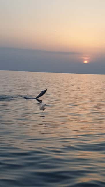 Poreč: Sunset Dolphin Safari with Dinner and Drinks - Key things to know before you go