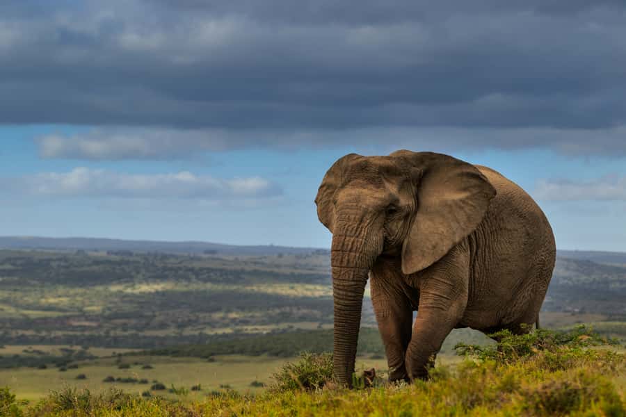 Port Elizabeth: 2-Day Addo Elephant Park Safari - What makes this 2-day Addo safari special