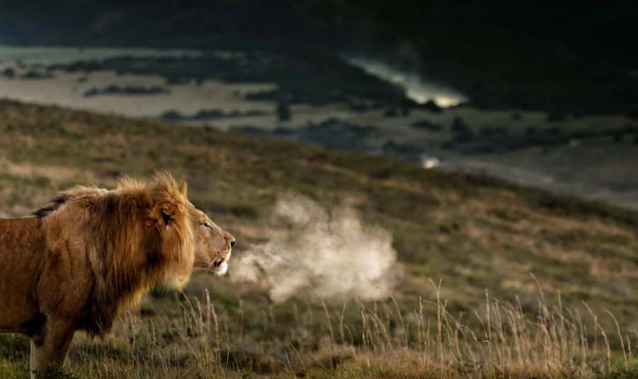 Port Elizabeth: 2-Day Addo Elephant Park Safari - Giraffe tracking on foot: what close-up can feel like