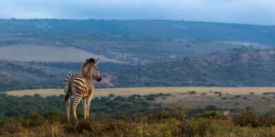 Port Elizabeth: 2-Day Addo Elephant Park Safari - The Big Five game drive: exciting, but keep expectations flexible