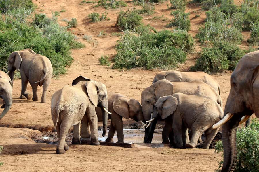 Port Elizabeth: 2-Day Addo Elephant Park Safari - Small-group guiding with names like John, Riccardo, and Sidwell
