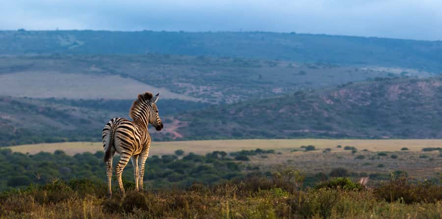 Port Elizabeth: 2-Day Addo Elephant Park Safari - The Big Five game drive: exciting, but keep expectations flexible