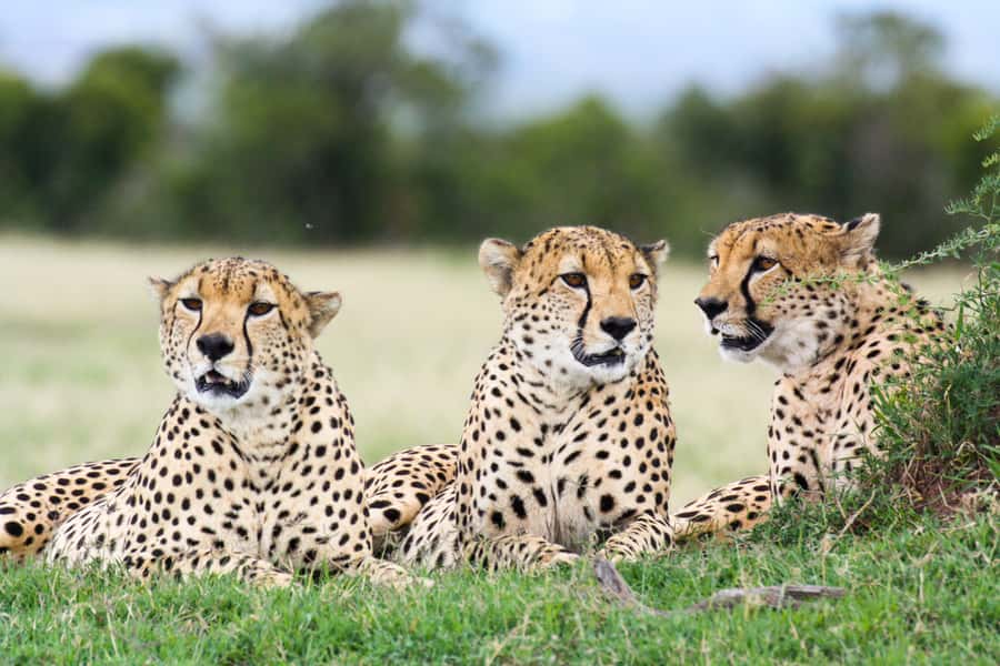 Port Elizabeth: 4x4 Wildlife Safari & City Sightseeing Tour - Key highlights you’ll feel immediately