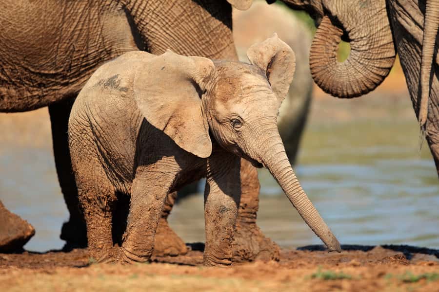 Port Elizabeth: Addo Elephant Park All-Inclusive Day Safari - Addo Elephant National Park: a practical way to chase Big Five energy in one day