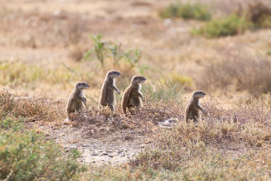 Port Elizabeth: Addo Elephant Park All-Inclusive Day Safari - Practical tips for a smoother day in Addo