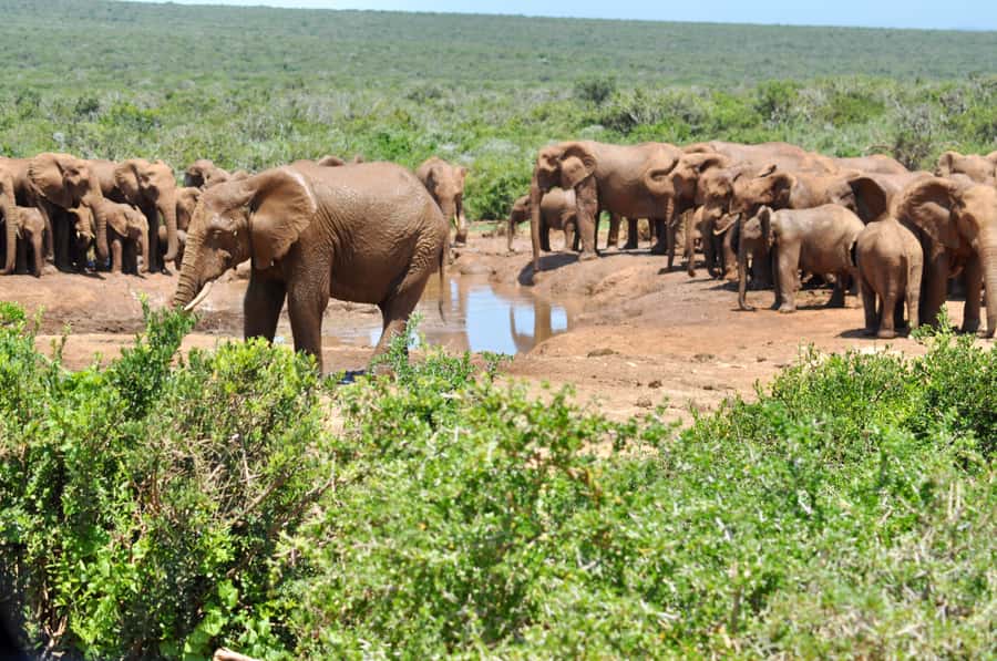 Port Elizabeth: Addo Elephant Park All-Inclusive Day Safari - Port Elizabeth pickup to Addo: leaving on time, riding in comfort