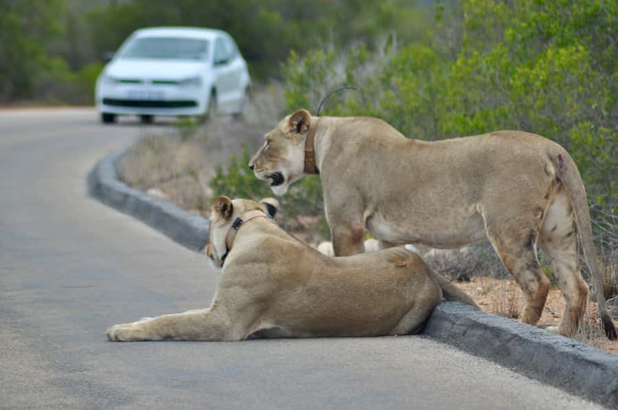 Port Elizabeth: Addo Elephant Park All-Inclusive Day Safari - Lunch and curio time in the park: a break that doesn’t kill the momentum