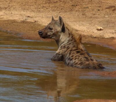 Port Elizabeth: Addo Elephant Park All-Inclusive Day Safari - Inside Addo’s game drive blocks: how you’ll spot elephants, lions, buffalo, rhinos, and leopard
