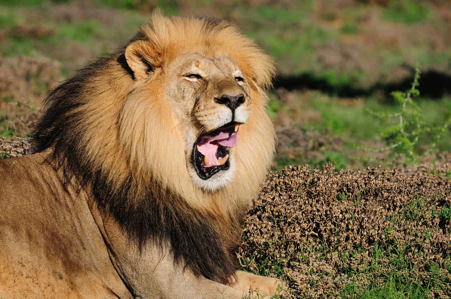 Port Elizabeth: Addo Elephant Park All-Inclusive Day Safari - Panoramic viewpoints and photo stops: getting the best angles without rushing