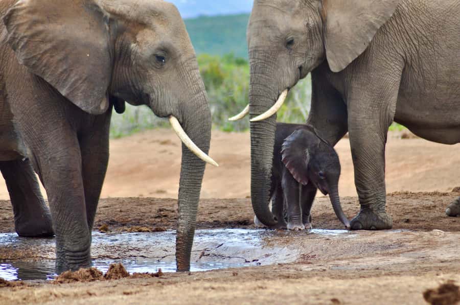 Port Elizabeth: Addo Elephant Park All-Inclusive Day Safari - Why the guide drives the day: what you’ll gain from the people doing the spotting