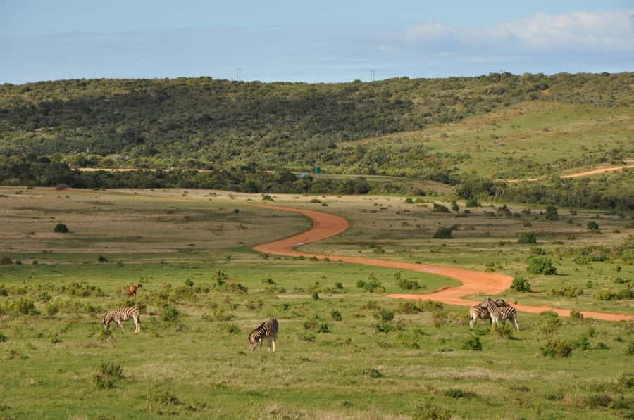 Port Elizabeth: Addo Elephant Park All-Inclusive Day Safari - Air-conditioned safari vehicle: comfortable, but plan for window limits