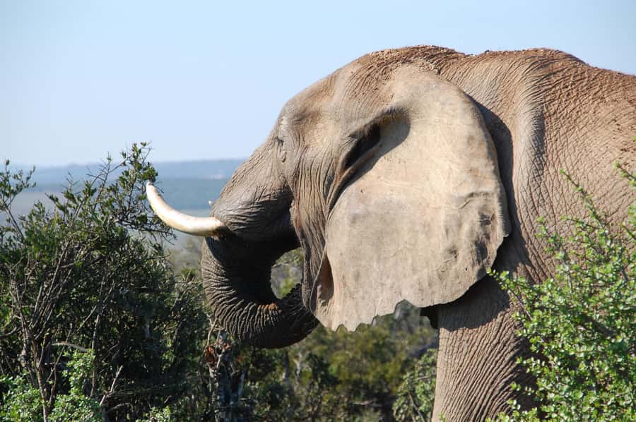 Port Elizabeth: Addo Elephant Park All-Inclusive Day Safari - Who this Port Elizabeth Addo day safari suits best
