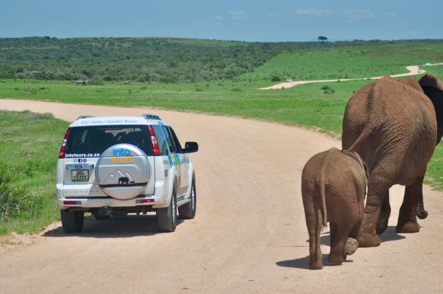 Port Elizabeth: Addo Elephant Park All-Inclusive Day Safari - Value for around $176: what’s included and what that means for your wallet