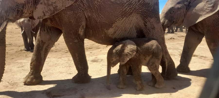Port Elizabeth: Addo Elephant Park Shore Excursion & Safari - Key Things to Know Before You Go